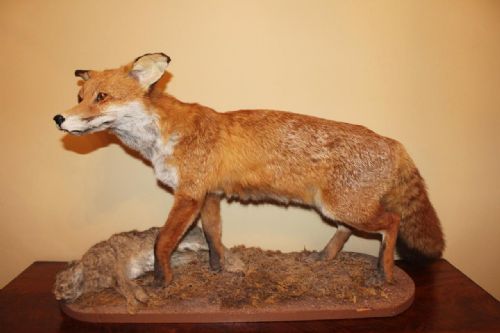 Taxidemy Fox Full Mount Vixen and Rabbit