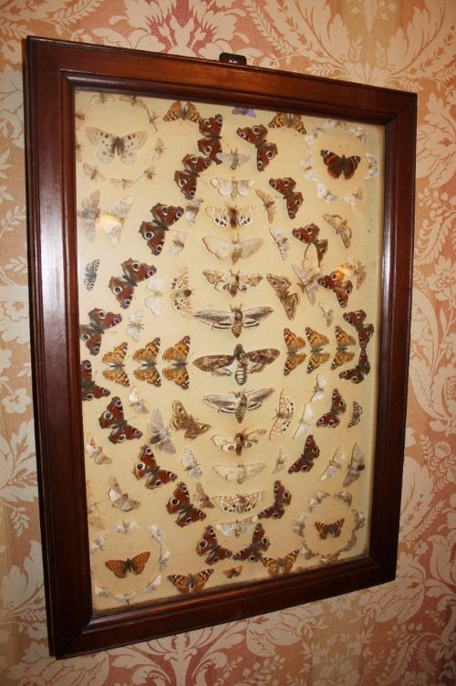 Victorian Specimen Cabinet / Cased Butterflies Lepidoptera