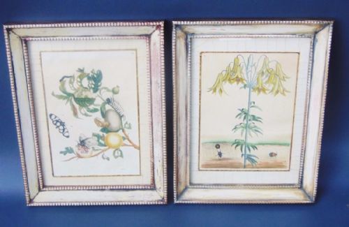 Good Pair of Hand Coloured Engravings Jan Pieter Sluyter Insects of Surinam
