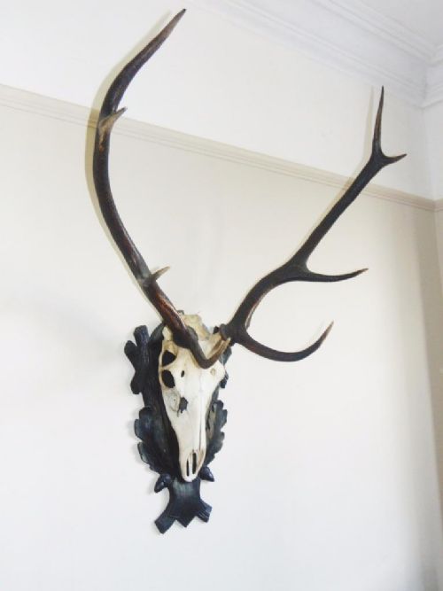 19th Century Taxidermy Deer Skull and 8 Point Antlers on Oak Shield