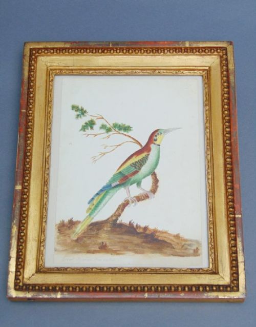 19th Century Watercolour Painting Bee Eater