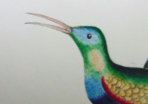 19TH CENTURY WATERCOLOUR PAINTING HUMMINGBIRD - ADDITIONAL PHOTO 2