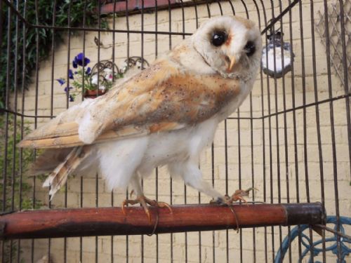 fig 1. Decorative Victorian Brass & Wirework Bird Cage with Stuffed Owl Mount