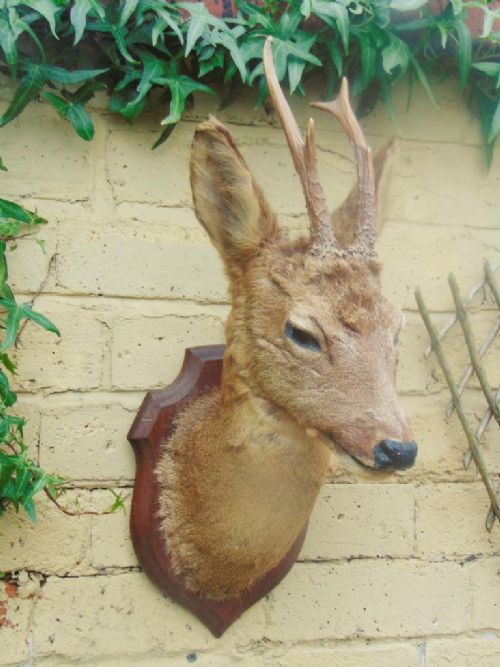 Antique Roe Deer Taxidermy Mount with Antlers on Oak Shield