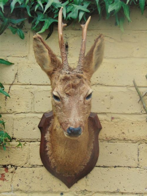 fig 1. Antique Roe Deer Taxidermy Mount with Antlers on Oak Shield