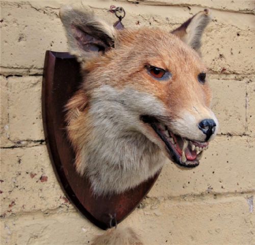 Taxidermy Fox Mask & Brush. E. F. Spicer 1850 -1927