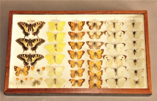 Scientific Butterfly Specimen Collection Circa 1900