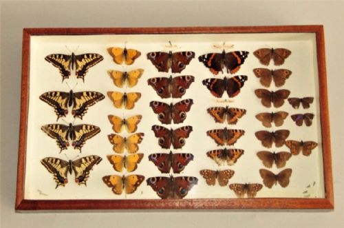 Scientific Butterfly Specimen Collection Circa 1900