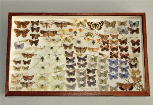 Scientific Butterfly Specimen Collection Circa 1900