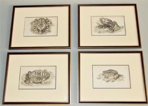 Rare Set of 4 Regency Engravings Toad Caricatures George Shaw