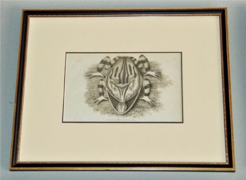 fig 1. Rare Set of 4 Regency Engravings Toad Caricatures George Shaw