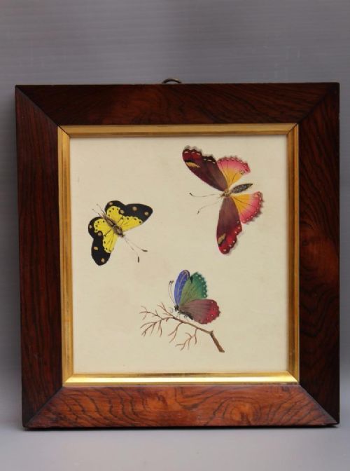 19th Century Watercolour Butterflies