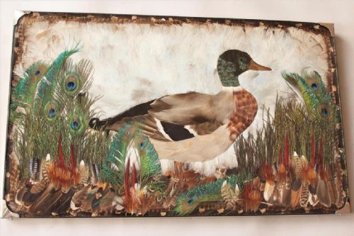 Charming Early 20th Century Feather Picture Mallard Duck