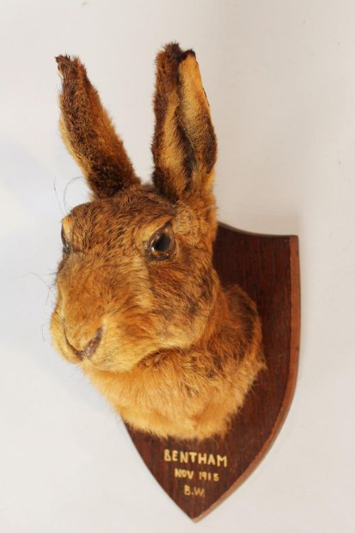 Taxidermy Hare Mount on Oak Sheild