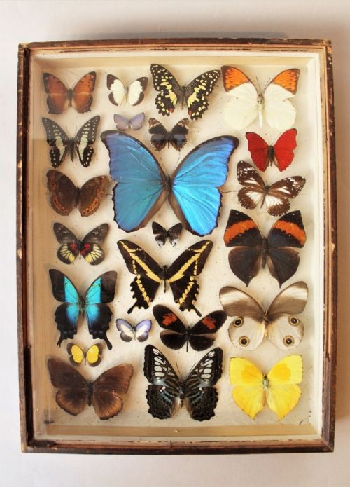Antique Butterfly Collection Rare Specimens