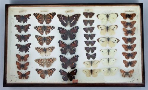 Victorian Butterfly Specimen Display Case