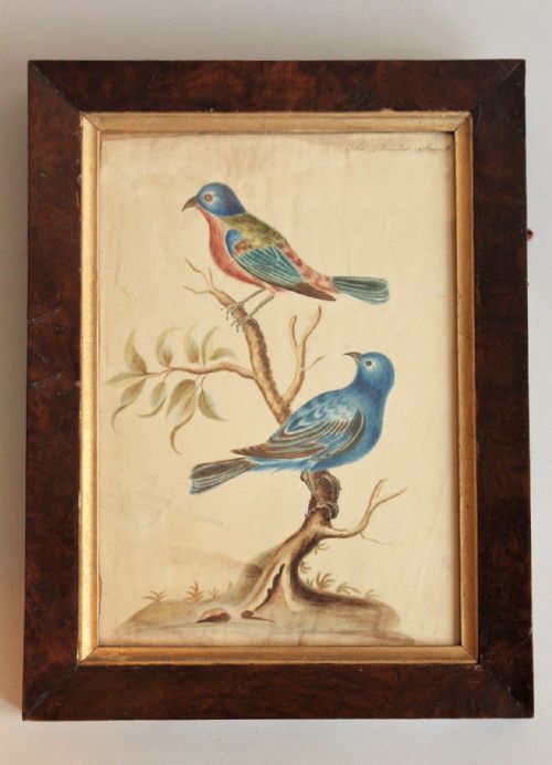 Antique Watercolour of Finches 19th Century