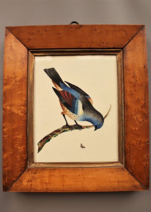 Antique Watercolour Bird & Butterfly 19th Century