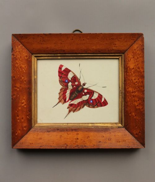 Antique Watercolour Butterfly 19th Century