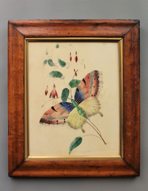 Antique Watercolour Butterfly 19th Century