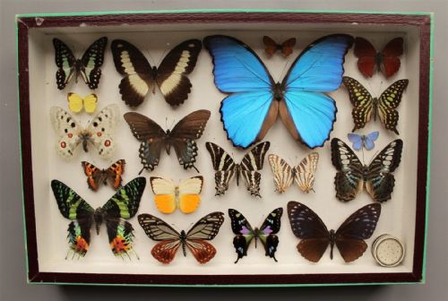 Scientific Butterfly Collection Taxidermy