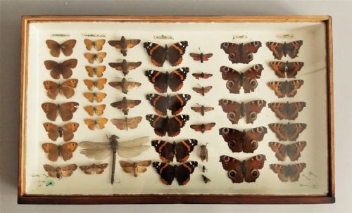 Victorian Scientific Butterfly Collection