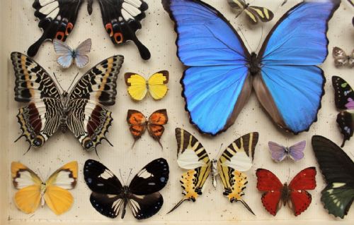 SCIENTIFIC BUTTERFLY COLLECTION TAXIDERMY - ADDITIONAL PHOTO 5