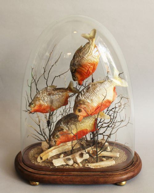 Antique Taxidermy Glass Dome with Piranhas