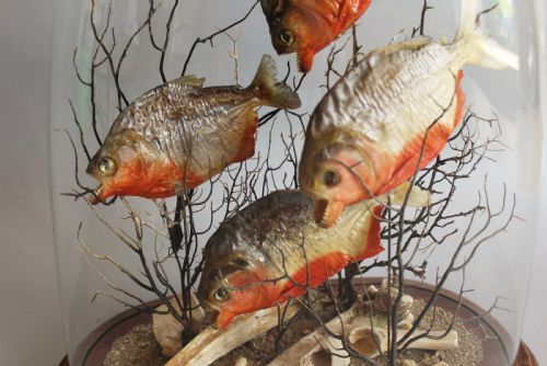 fig 1. Antique Taxidermy Glass Dome with Piranhas