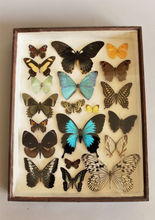 Antique Scientific Butterfly Collection