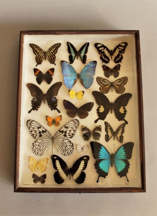 Antique Scientific Butterfly Collection