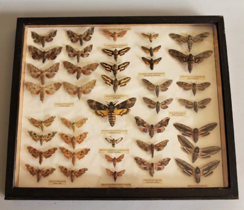 Antique Scientific Collection British Moths