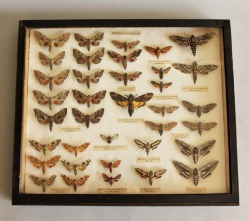Antique Scientific Collection British Moths