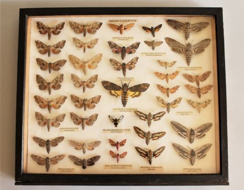 Antique Scientific British Moth Collection