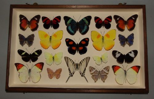 Antique Butterfly Specimen Case