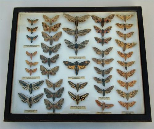 Antique Scientific Hawk Moth Case Collection