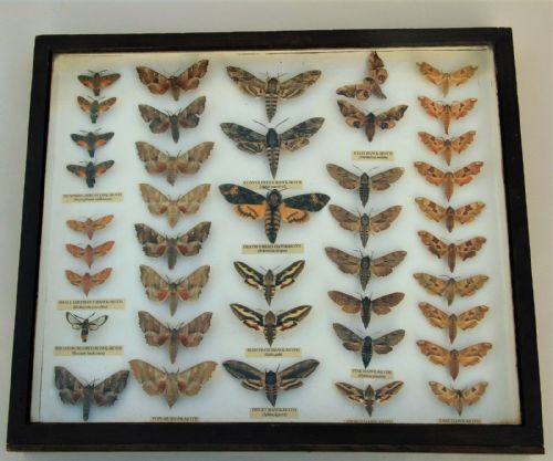 Antique Scientific Hawk Moth Case Collection