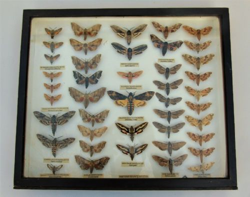 Antique Scientific Hawk Moth Case Collection