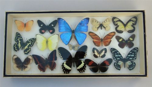 Antique Butterfly Specimen Case