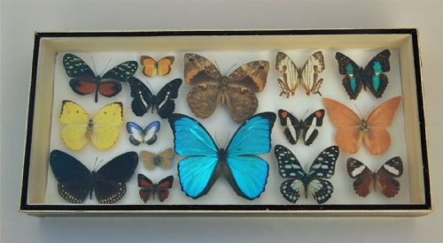 Antique Butterfly Specimen Case