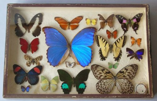 Antique Butterfly Specimen Case