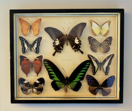 Early 20th Century Asian Butterflies Specimen Case