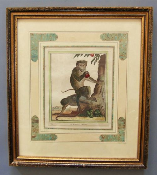 fig 1. Set of Five French Hand Coloured Engravings of Monkeys