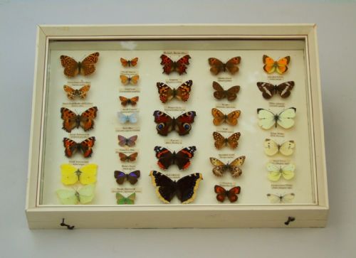 Antique Cased Collection of British Butterfly Specimens