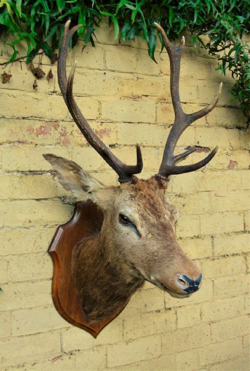 Good Antique Stags Head 10 Point Antlers