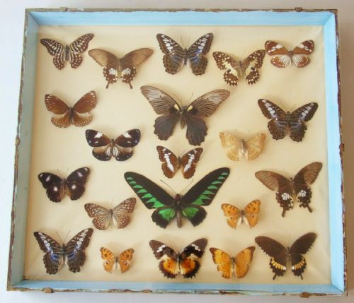 Antique Case of Asian Butterfly Specimens
