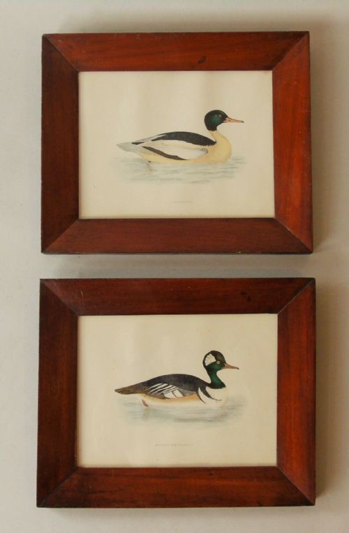 Antique Hand Coloured Engravings of Ducks