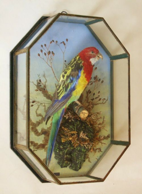 Antique Cased Rosella Parrot Taxidermy