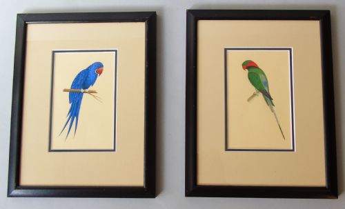 Pair of Antique Indian Watercolours of Parrots