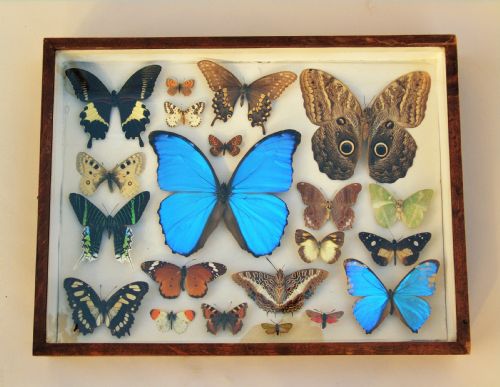 Antique Case of Butterfly Specimens